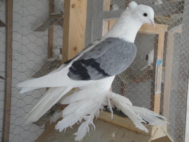 406266_3998596614814_501015544_n - Rotitori Turcesti Capaciti Incaltatii