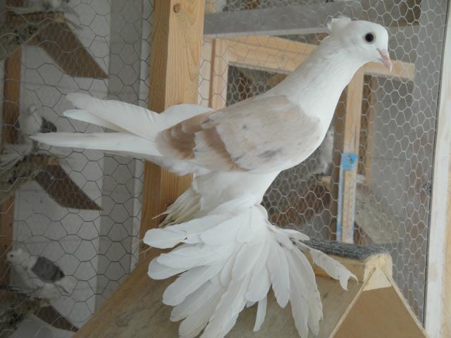 418511_4051834545729_2059772211_n - Rotitori Turcesti Capaciti Incaltatii