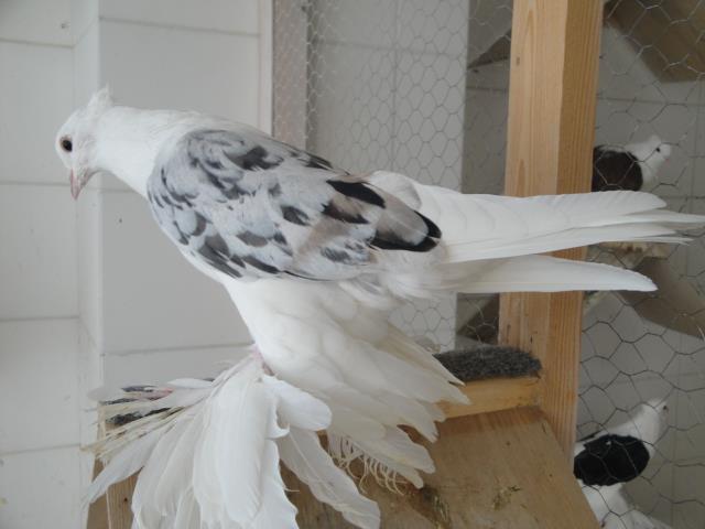 421296_4201309242503_1887239478_n - Rotitori Turcesti Capaciti Incaltatii