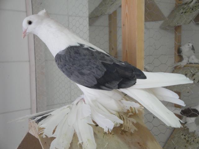 424247_4115655501213_1866112966_n - Rotitori Turcesti Capaciti Incaltatii