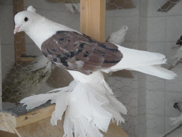 424724_4221605189889_248915062_n - Rotitori Turcesti Capaciti Incaltatii