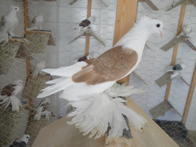 481043_3656895752506_1846829796_n - Rotitori Turcesti Capaciti Incaltatii