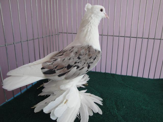 487965_3964162313978_1515275332_n - Rotitori Turcesti Capaciti Incaltatii