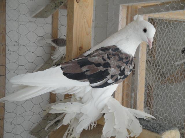 525982_4272797749671_1550621502_n - Rotitori Turcesti Capaciti Incaltatii