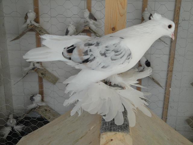 531040_4441969658863_2146749619_n - Rotitori Turcesti Capaciti Incaltatii