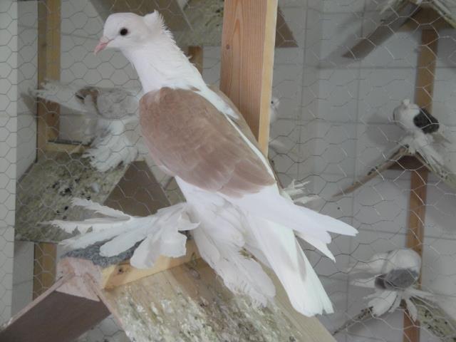 534391_3656898592577_218478723_n - Rotitori Turcesti Capaciti Incaltatii