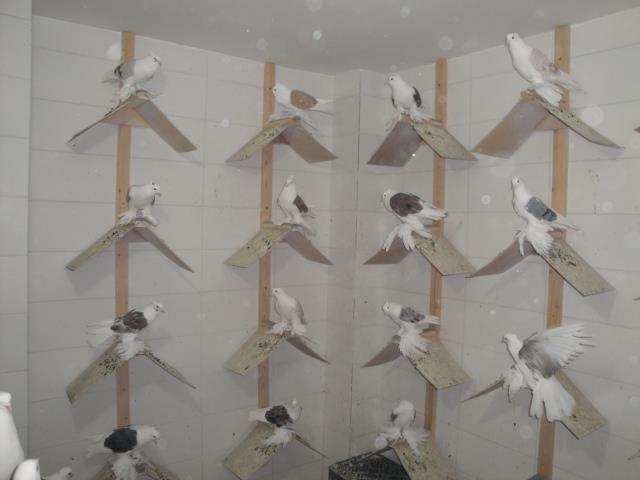 538150_3768402220098_2064160523_n - Rotitori Turcesti Capaciti Incaltatii