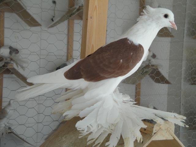 540250_4082663916444_1024109694_n - Rotitori Turcesti Capaciti Incaltatii