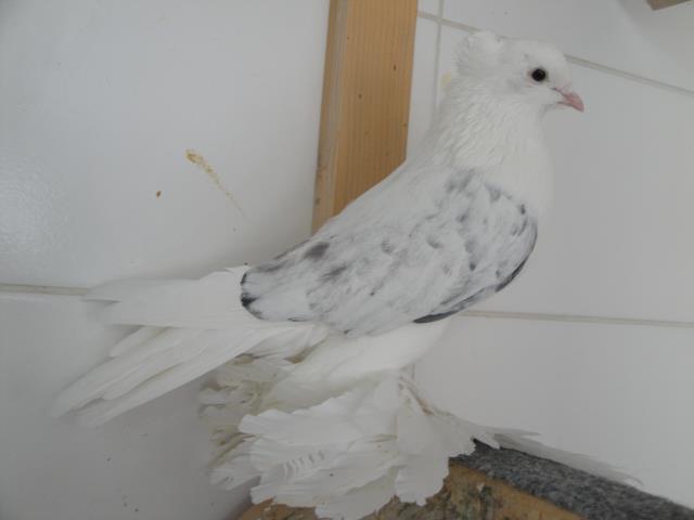 540529_3738017020487_2086937344_n - Rotitori Turcesti Capaciti Incaltatii