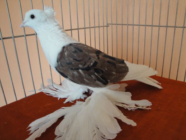 546276_3656888792332_178708891_n - Rotitori Turcesti Capaciti Incaltatii