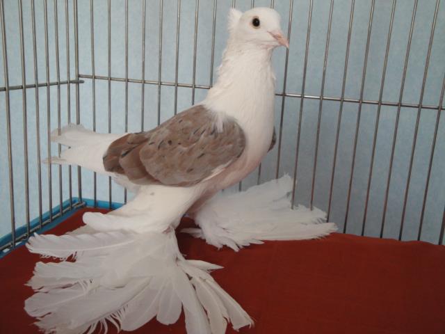 547076_3656845871259_89906489_n - Rotitori Turcesti Capaciti Incaltatii