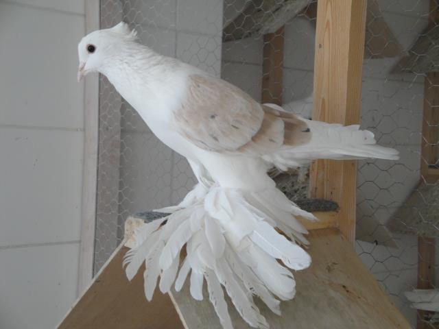 552107_4158175604189_1795053452_n - Rotitori Turcesti Capaciti Incaltatii