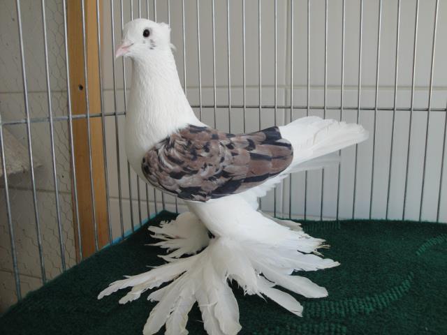 562054_4323233730539_488385170_n - Rotitori Turcesti Capaciti Incaltatii