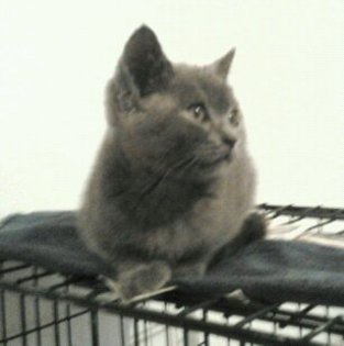 British shorthair blu