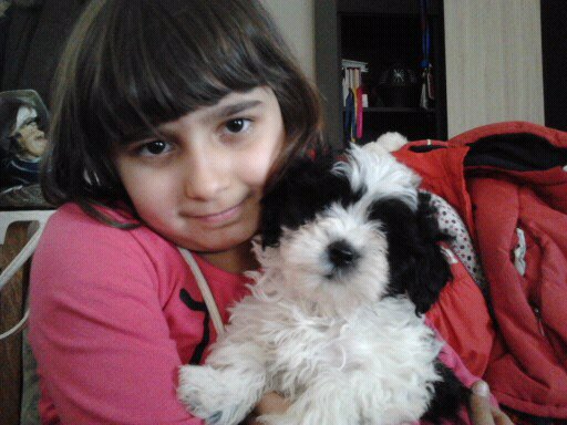 Bichon Havanese - Bichon Havanese