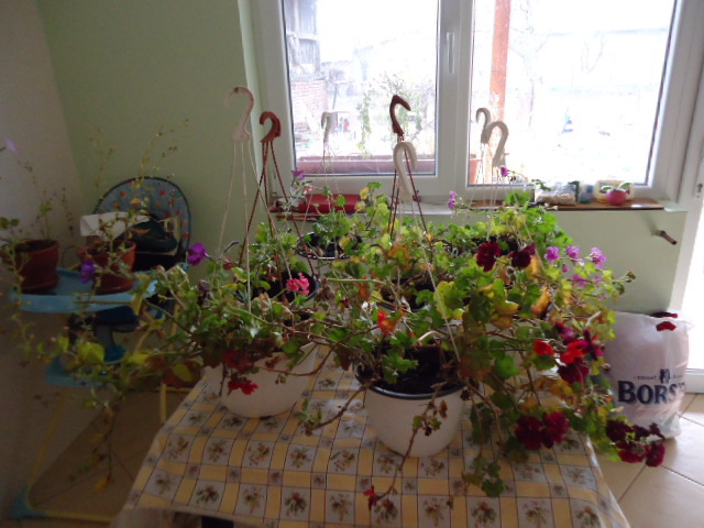 la iernat; sper sa reziste sa nu inghete
