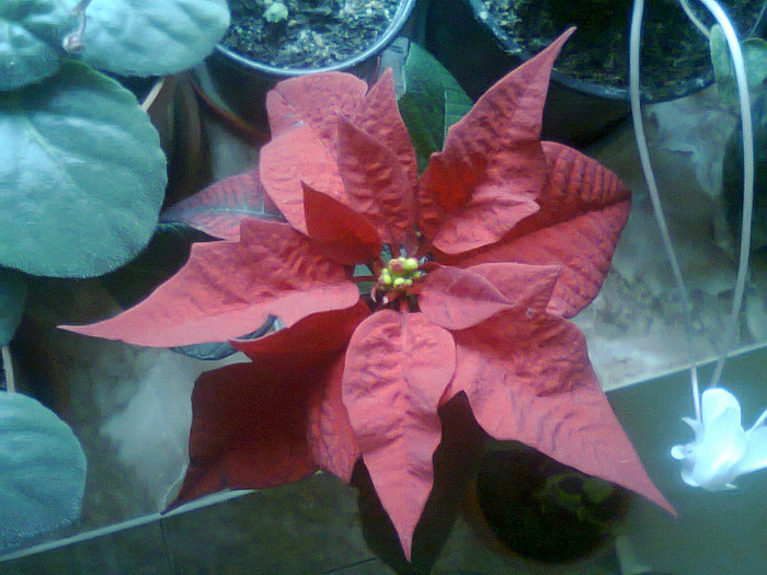 Fotografie1407 - poinsettia