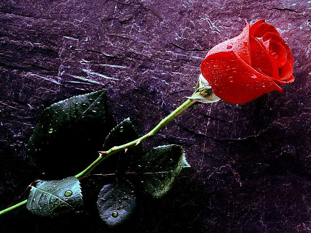 Trandafir - Poze simple dar frumoase