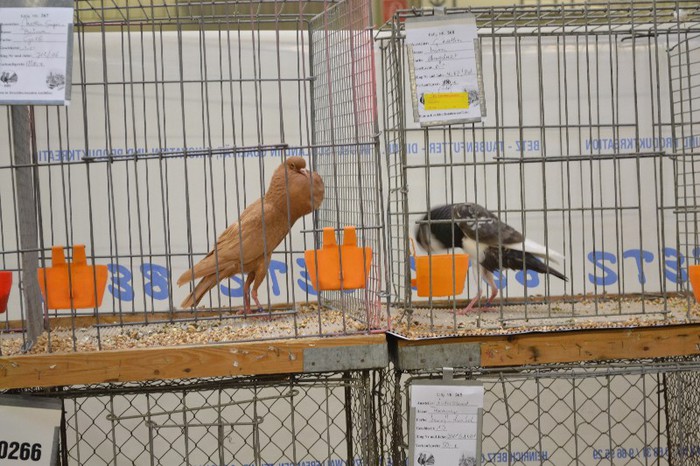 DSC_0136 - Expo Nurnberg 2012