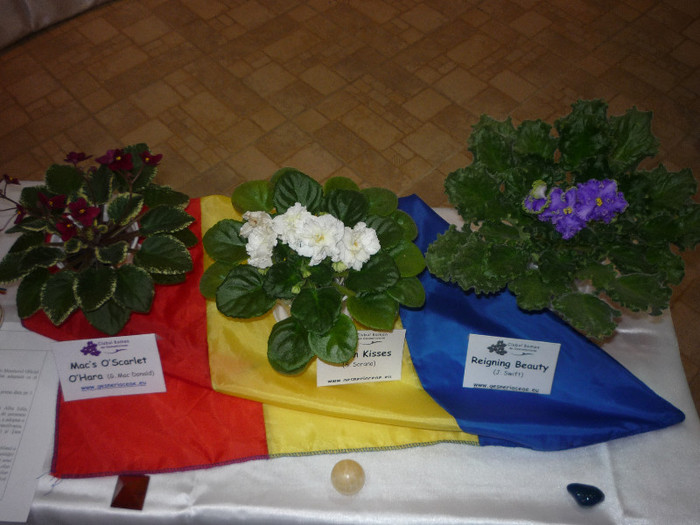 P1040356 - Expozitie de gesneriaceae 2012-Bucuresti