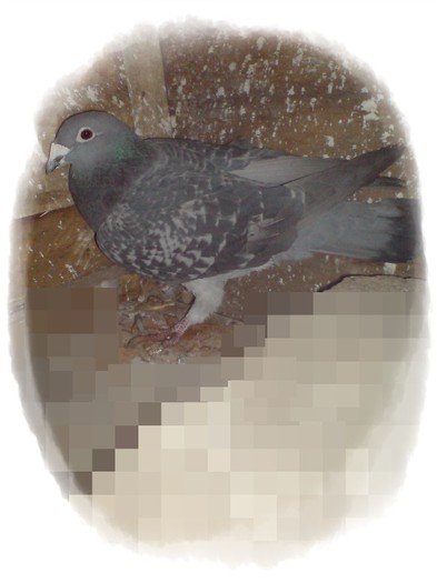 DSC00178; solzata 2006
