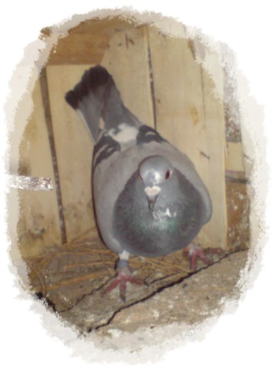 MATCA; lista albastra 2011
