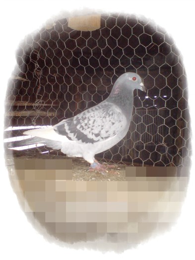 MAATCA; solzata lista 2011
