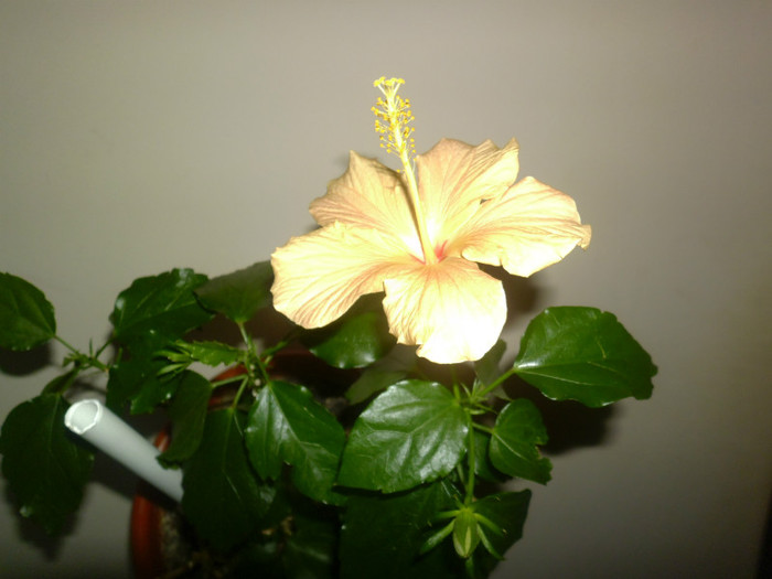 19.12.2012 - Flori decembrie 2012
