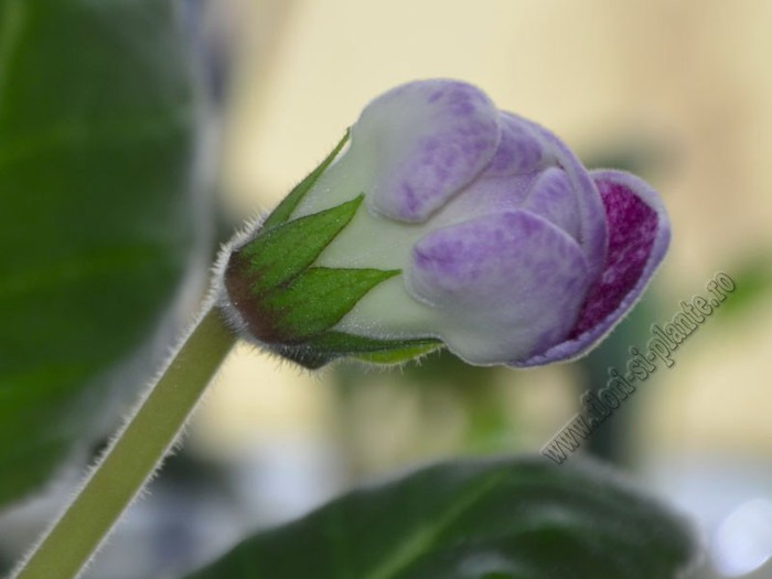 Gloxinia Peridot s Darth Vader; 2012
