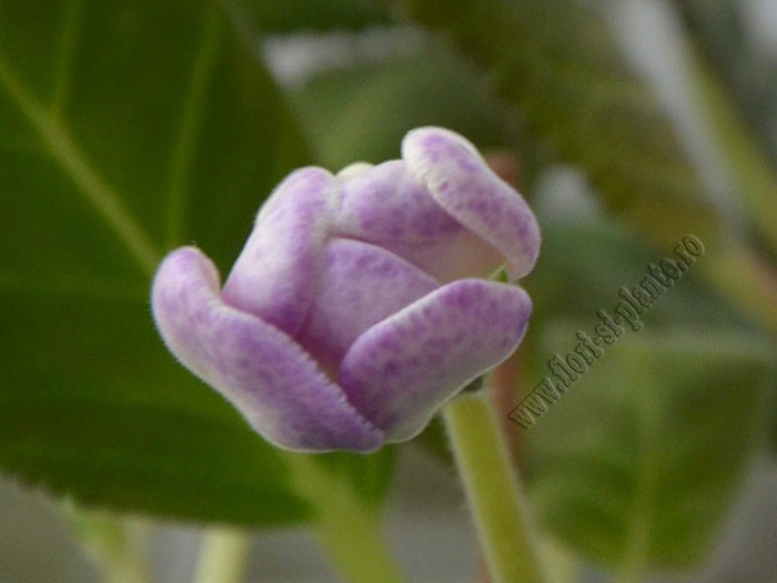 Gloxinia Peridot s Darth Vader; 2012
