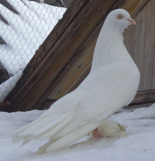 mascul 08 -campion 2012 (noi) Sannicolau Mare