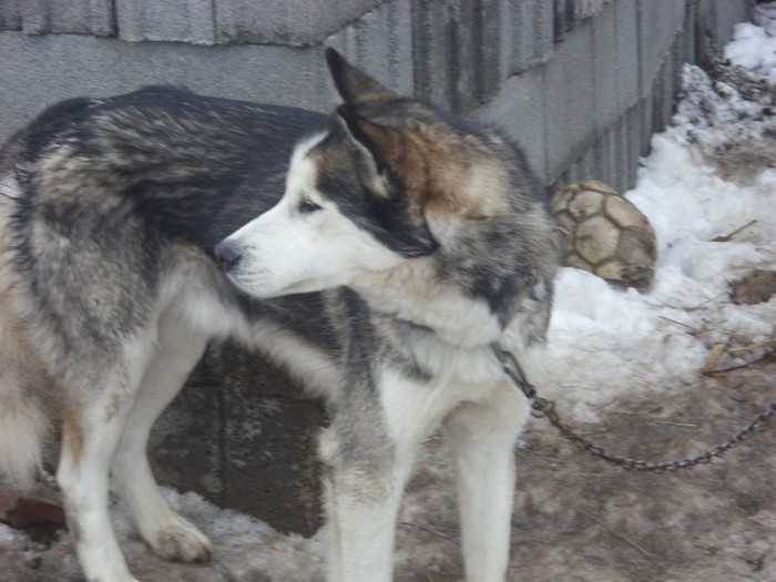 SN854861 - ciinele meu husky