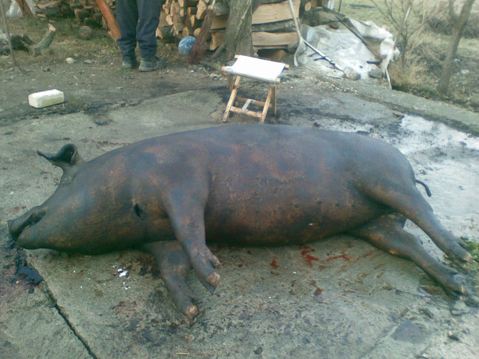 08122011 - despre porcul de Craciun