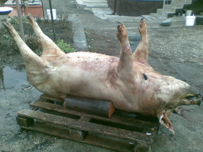 08122011(004) - despre porcul de Craciun