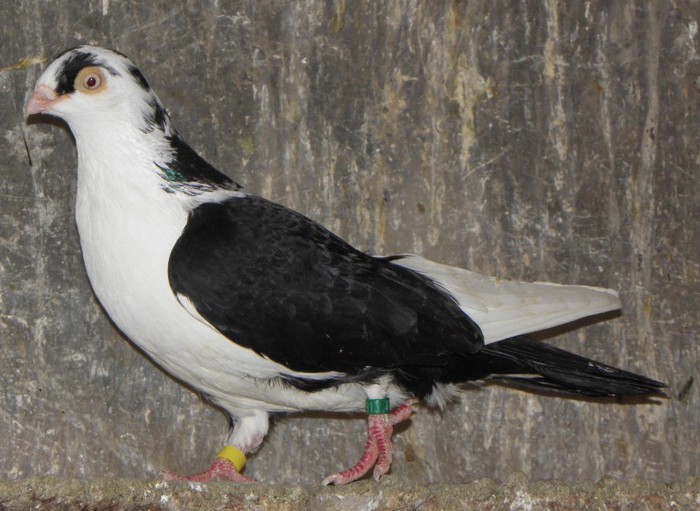 55n(f.2009)-vandut