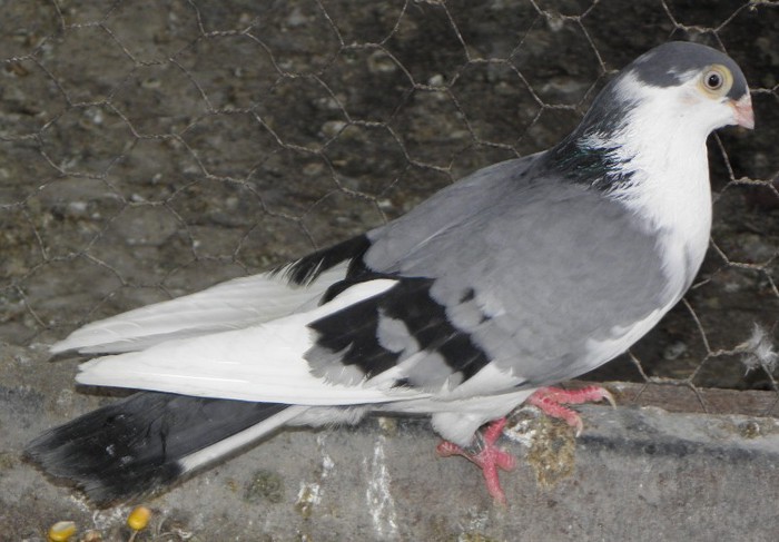 57a(f.2009)-vandut