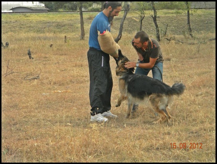 576901_356286667794479_1915214836_n; formarea muscaturii (manson)
