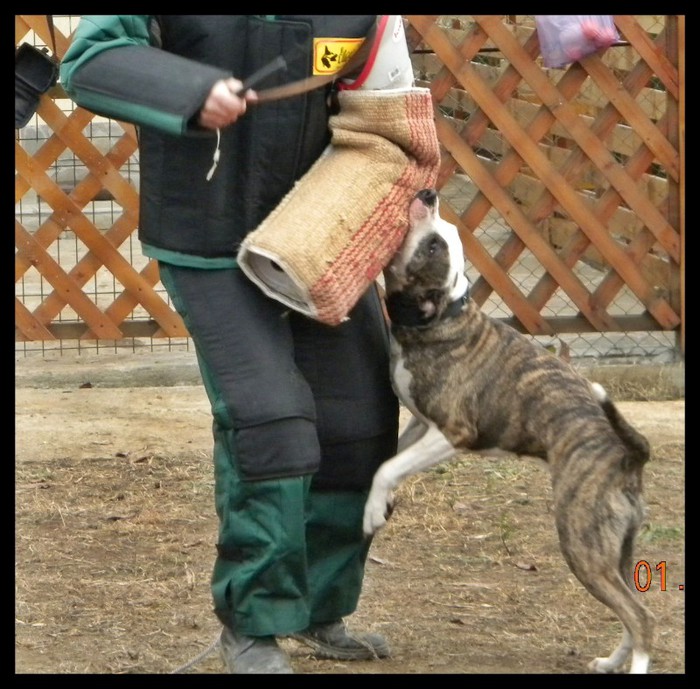 Picture 260; agresivitate controlata)))
