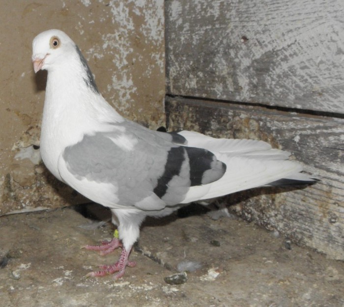 58a(m.2011)-vandut
