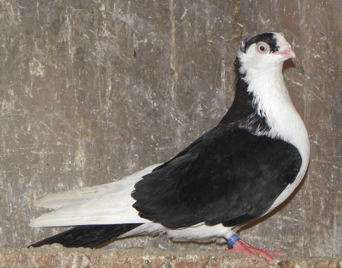 59n(m.2012)-vandut