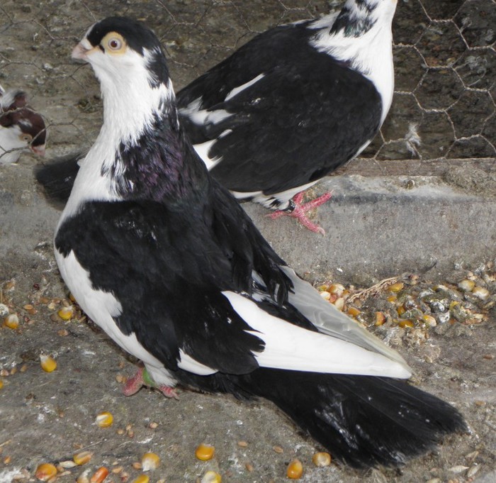 60n(f.2010)-vandut