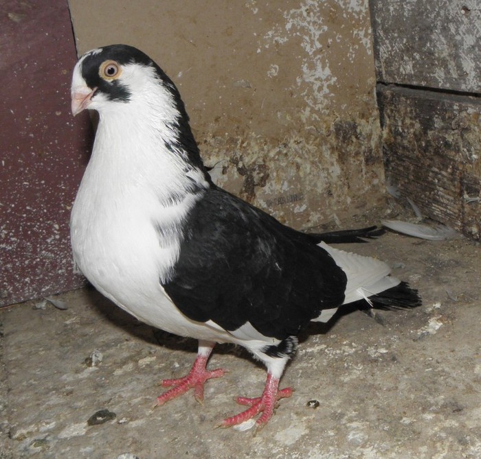 62n(m.2012)-vandut