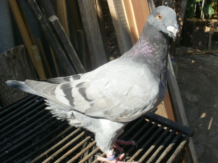 P9250785
