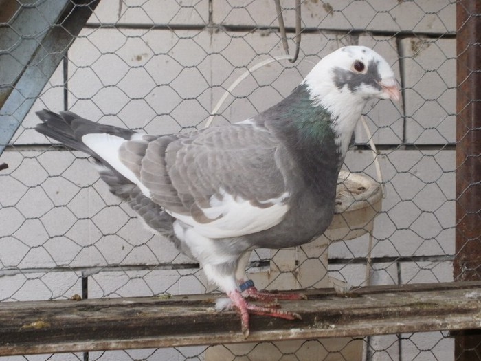 PA080871