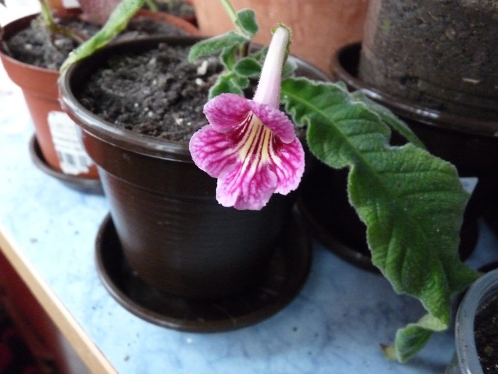 Sixht scent - Streptocarpus