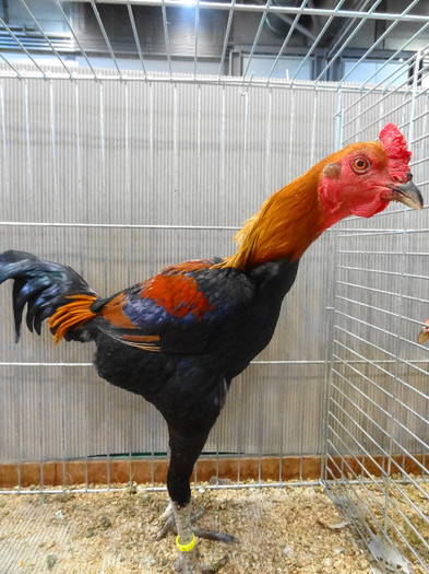 DSC05872 - EUROPASCHAU LEIPZIG 2012