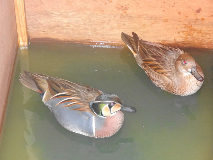 DSC05874 - EUROPASCHAU LEIPZIG 2012