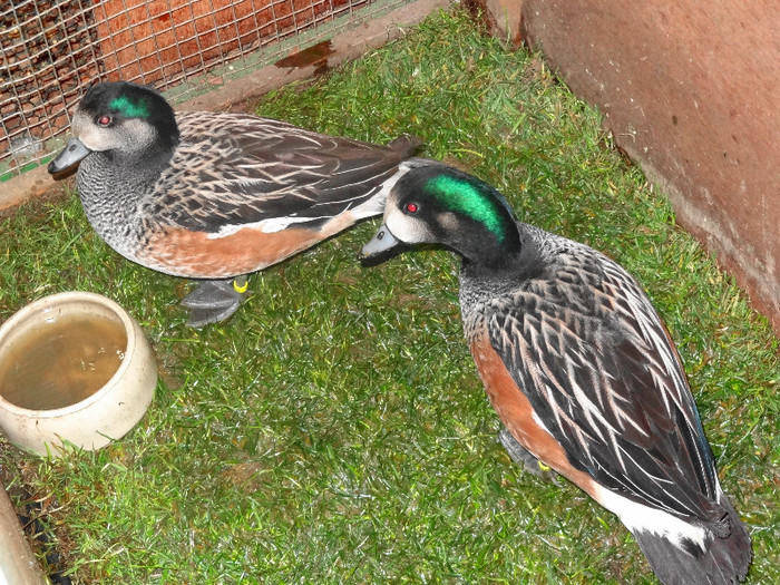 DSC05877 - EUROPASCHAU LEIPZIG 2012