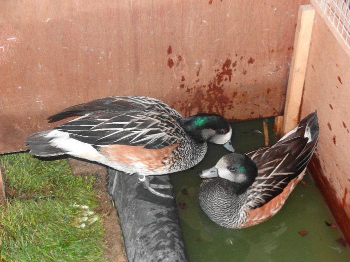 DSC05878 - EUROPASCHAU LEIPZIG 2012