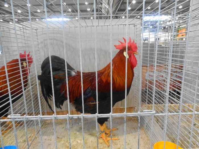 DSC05880 - EUROPASCHAU LEIPZIG 2012